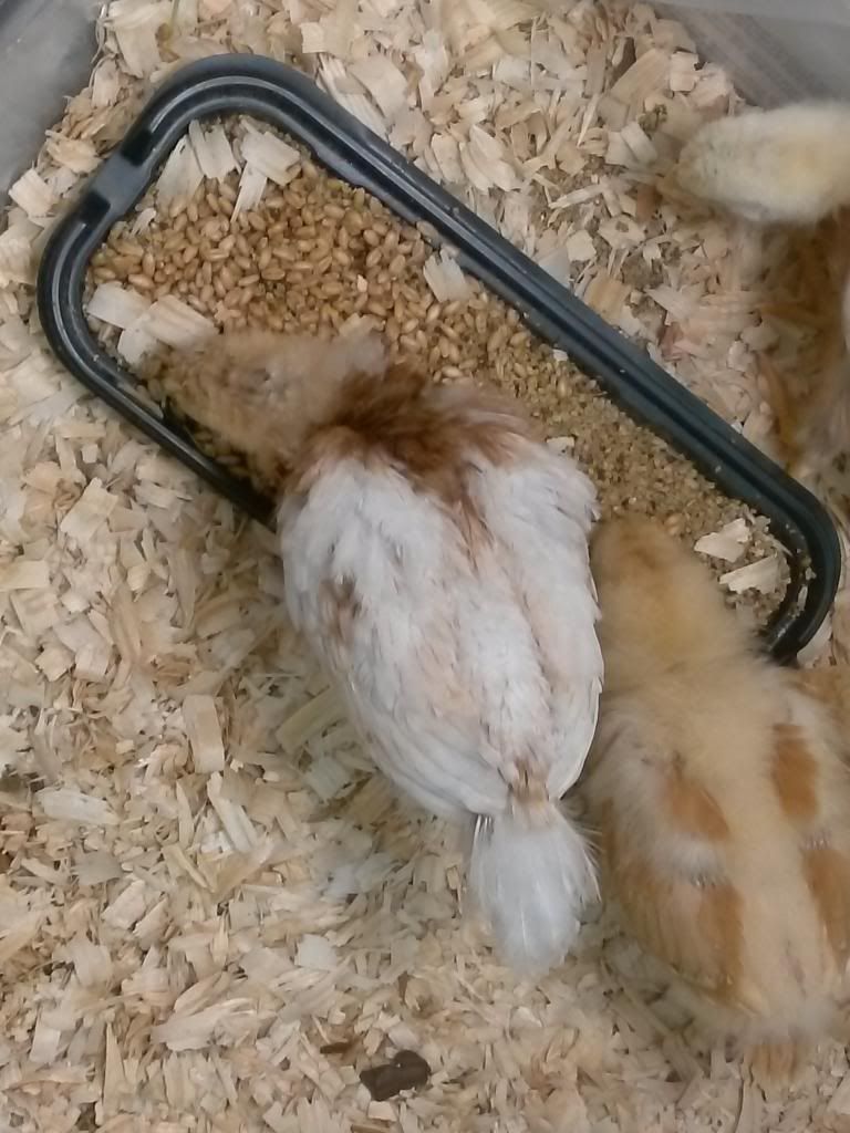 Male vs female chicks BackYard Chickens Learn How to Raise Chickens